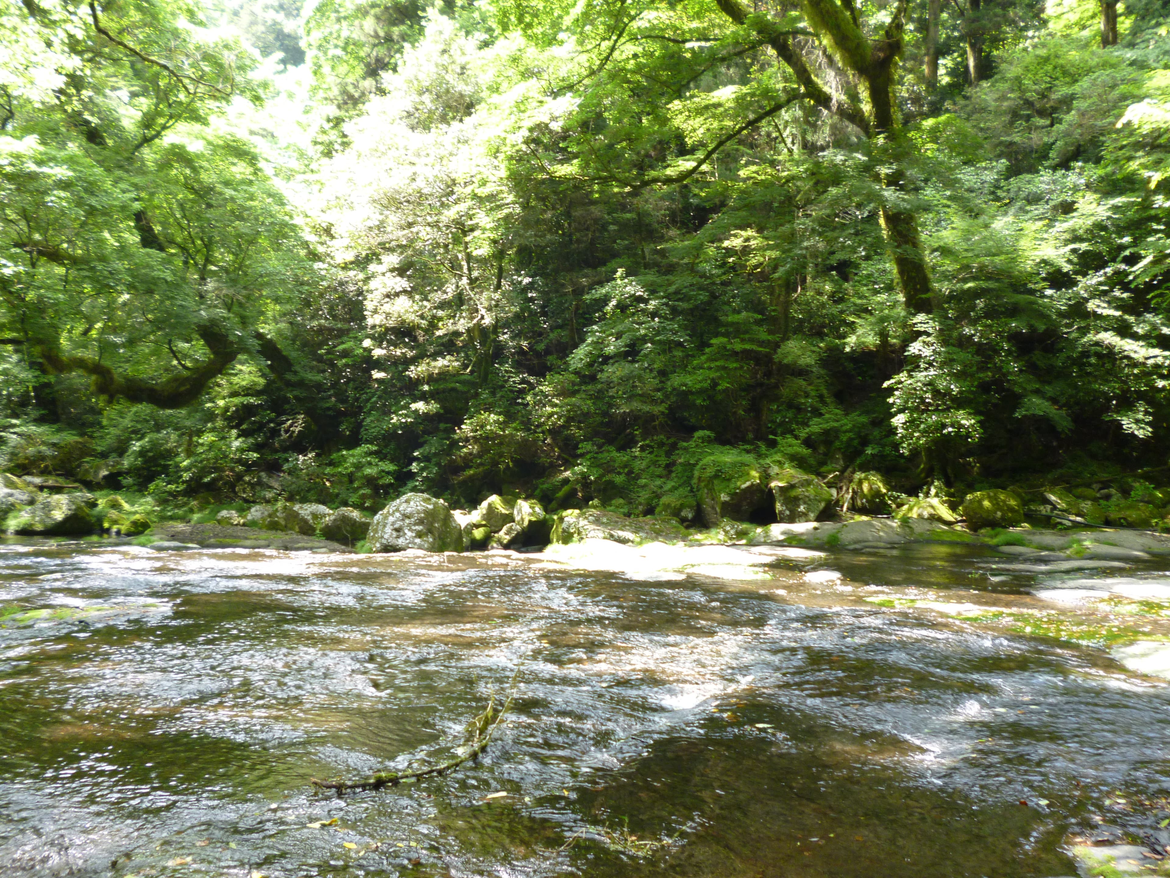 木漏れ日が差しこむ、緑ゆたかな渓流